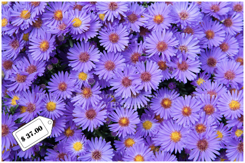 New England Aster _7863.png